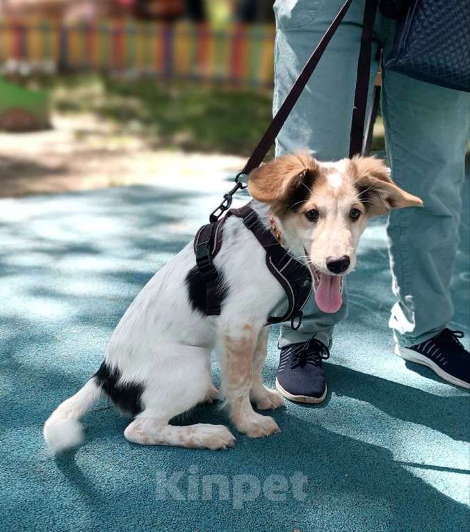 Собаки в Москве: Космический щенок Плутон Мальчик, Бесплатно - фото 3