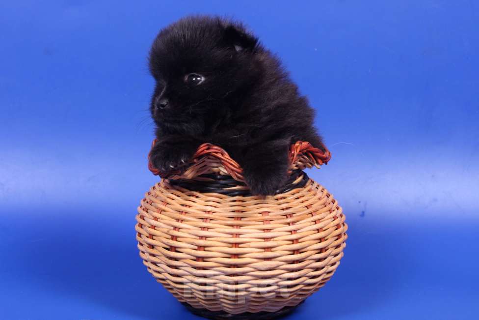 Собаки в Москве: Померанский шпиц-шоколадный медвежонок на вязку Мальчик, 2 500 руб. - фото 4