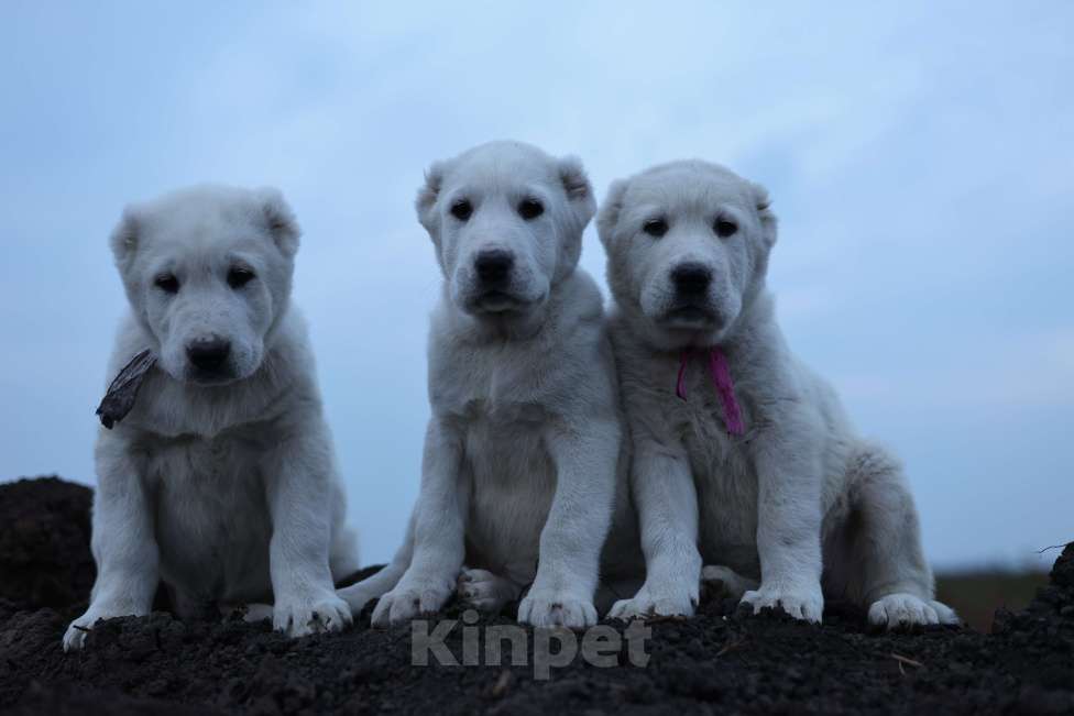 Собаки в Краснодаре: Щенки алабая Девочка, 50 000 руб. - фото 2