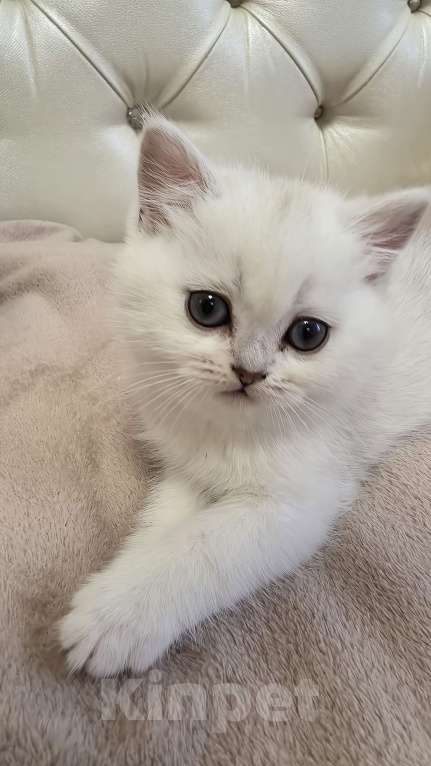 Кошки в Абакане: Предлагается котенок шотландская серебристая шиншилла (девочка) Девочка, Бесплатно - фото 3