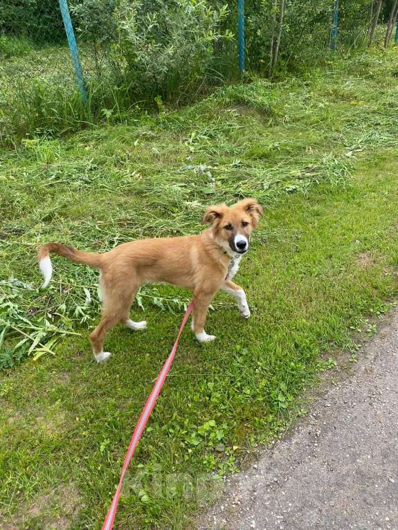 Собаки в Москве: Мишель Девочка, Бесплатно - фото 5