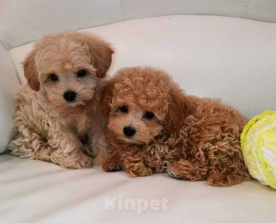 Собаки в Москве: Мальтипу ф1, девочка, Харизма Девочка, 100 000 руб. - фото 4