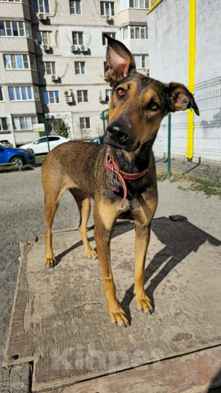 Собаки в Москве: Метиска Добермаша ищет новый дом  Девочка, Бесплатно - фото 2