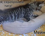Кошки в других городах Ярославской области: Мейн кун котята Мальчик, 120 000 руб. - фото 4
