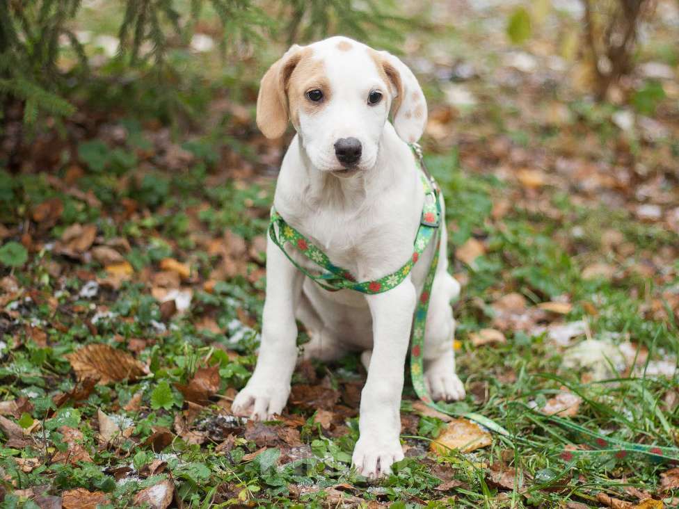 Собаки в Москве: Щенок метис пойнтера в дар Девочка, Бесплатно - фото 3