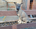 Собаки в Москве: Щенок-мальчик ищет дом Мальчик, Бесплатно - фото 8
