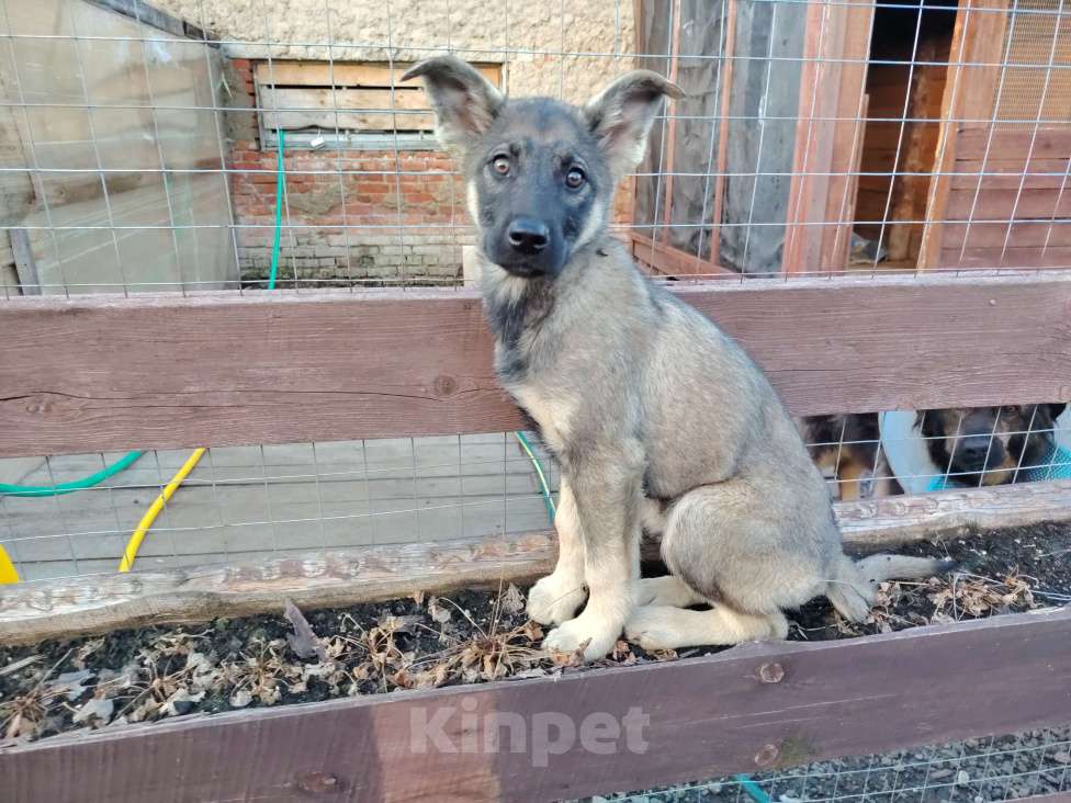 Собаки в Москве: Щенок-мальчик ищет дом Мальчик, Бесплатно - фото 8