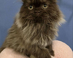 Кошки в других городах Московской области: Шотландские длинношёрстные котята Мальчик, 50 000 руб. - фото 7