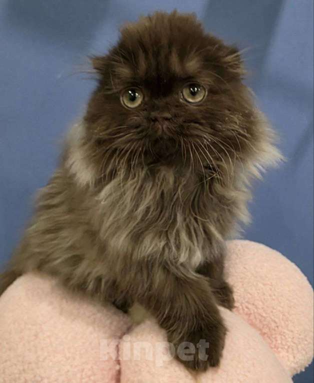 Кошки в других городах Московской области: Шотландские длинношёрстные котята Мальчик, 50 000 руб. - фото 7