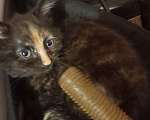 Кошки в Симферополе: Котята Девочка, 50 руб. - фото 3