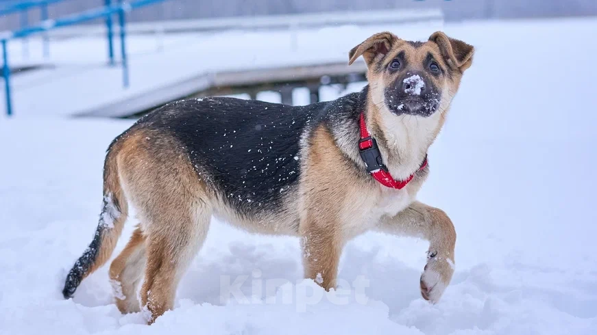 Собаки в Москве: замечательная девочка щенок очень ждет мампап Девочка, Бесплатно - фото 2