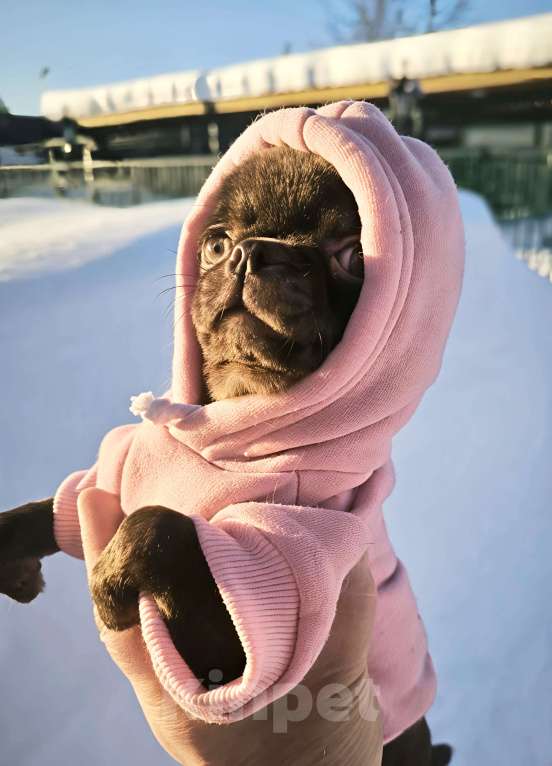 Собаки в Перми: Чихуахуа, щенок Девочка, Бесплатно - фото 4