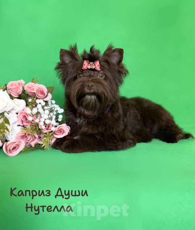 Собаки в Санкт-Петербурге: Девочка шоко йорка Нутелла Девочка, 50 000 руб. - фото 1