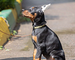 Собаки в Зеленограде: Кобель добермана 2 мес  Мальчик, 100 000 руб. - фото 4