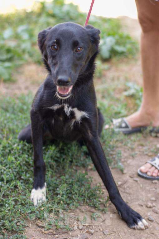 Собаки в Москве: Малышка БЕРТА Девочка, Бесплатно - фото 3