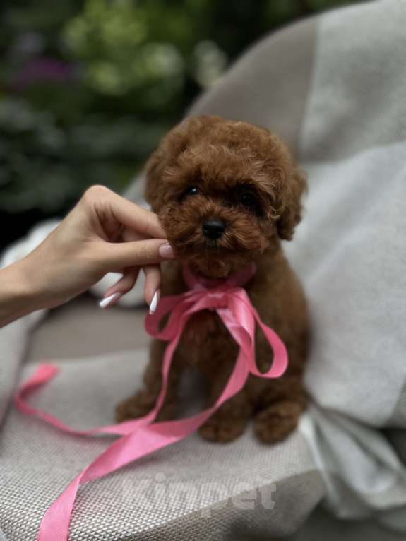 Собаки в Москве: Щенки мальтипу Девочка, 240 000 руб. - фото 3