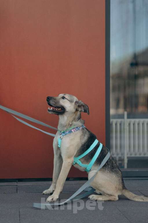 Собаки в Москве: Эсми- девочка противоречие 💕 Девочка, Бесплатно - фото 6