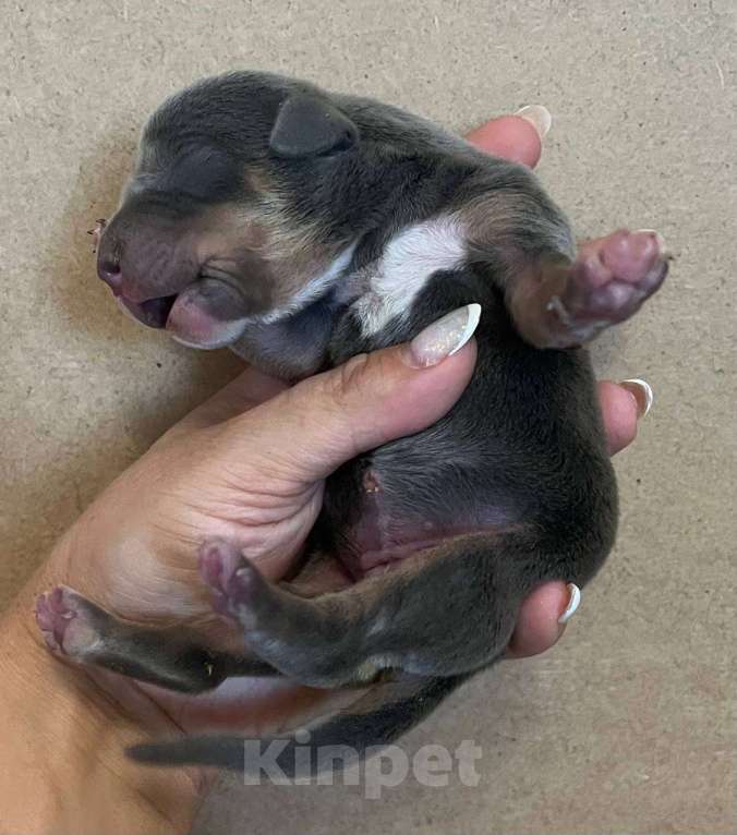 Собаки в других городах Калужской области: Бронь щенка на август,сентябрь от пар Мальчик, 110 000 руб. - фото 5