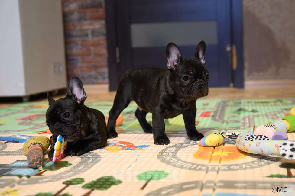 Собаки в Щелково: Очаровательный пацанчик французского бульдога  Мальчик, Бесплатно - фото 2