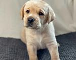 Собаки в Санкт-Петербурге: Палевые щенки Лабрадора-Ретривера  Мальчик, 19 000 руб. - фото 2