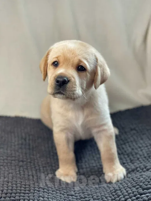 Собаки в Санкт-Петербурге: Палевые щенки Лабрадора-Ретривера  Мальчик, 19 000 руб. - фото 2