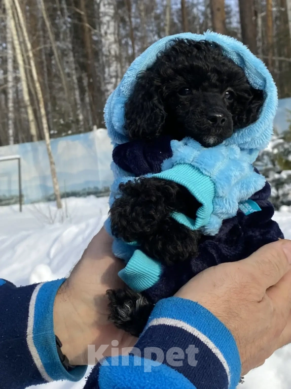 Собаки в Березовском: Мальчик Мальчик, 45 000 руб. - фото 3