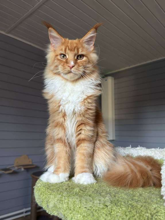 Кошки в Москве: Котёнок мейн-кун Мальчик, 75 000 руб. - фото 4