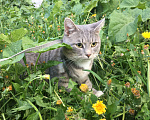 Кошки в Владимире: Пропал кот! Мальчик, Бесплатно - фото 4