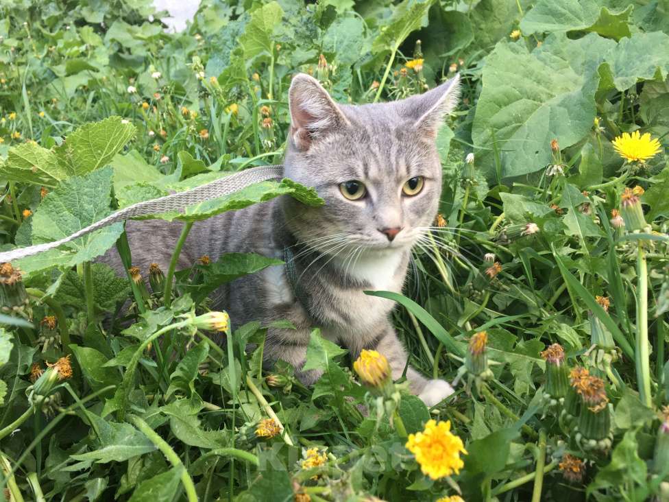 Кошки в Владимире: Пропал кот! Мальчик, Бесплатно - фото 4