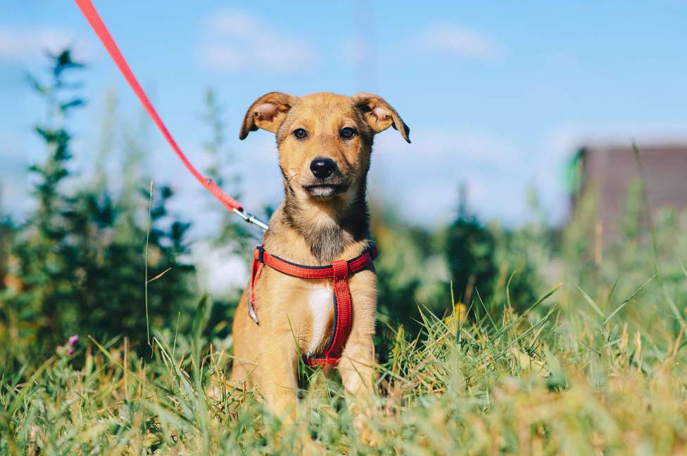 Собаки в Москве: Хурма Девочка, Бесплатно - фото 6