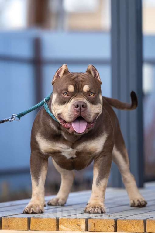 Собаки в Всеволожске: Кобель Американский булли шоколадный триколор Мальчик, 50 000 руб. - фото 7