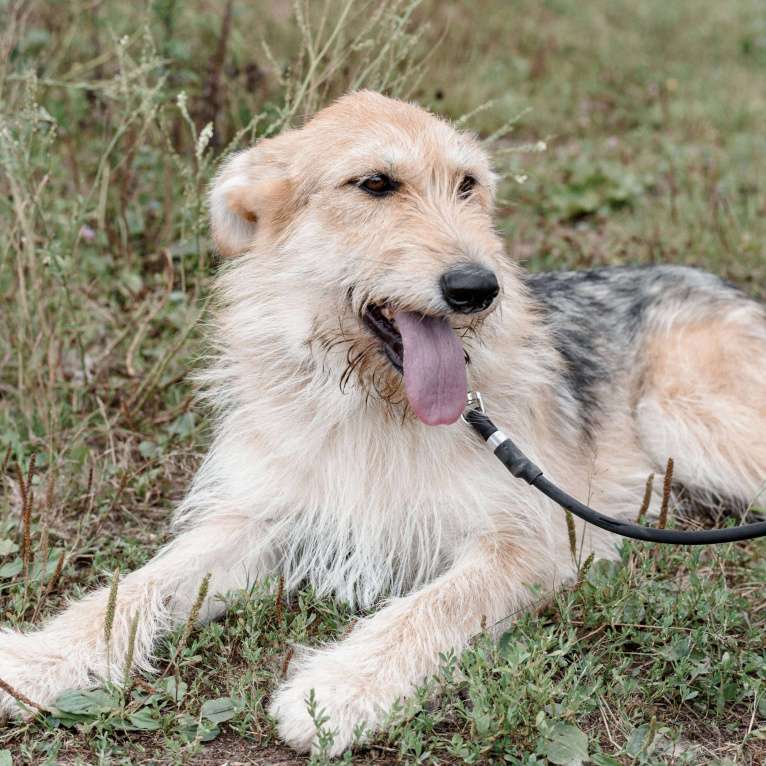 Собаки в Москве: Руби Девочка, Бесплатно - фото 4