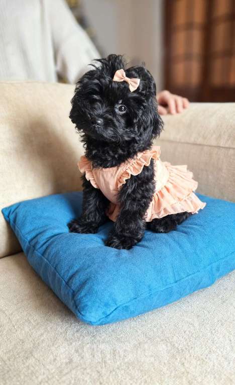 Собаки в Химках: Мальтипу девочка черного окраса Девочка, 50 000 руб. - фото 3