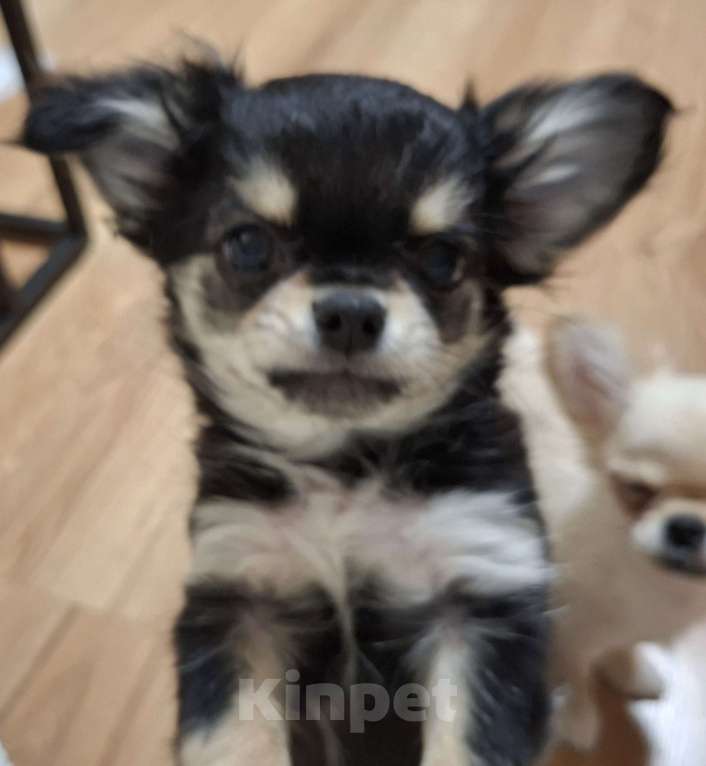 Собаки в Казани: Продается щенок с родословной Мальчик, 40 000 руб. - фото 4