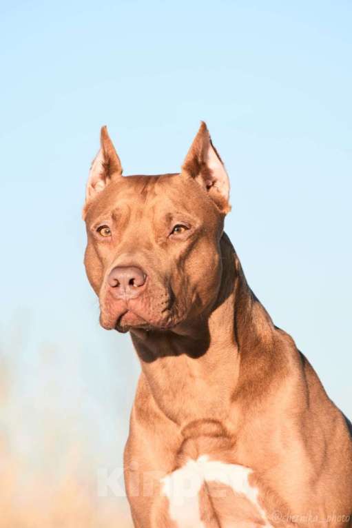 Собаки в Саратове: Продаются щенки Американского питбультерьера (Red Nous) Разнополые, 70 000 руб. - фото 2