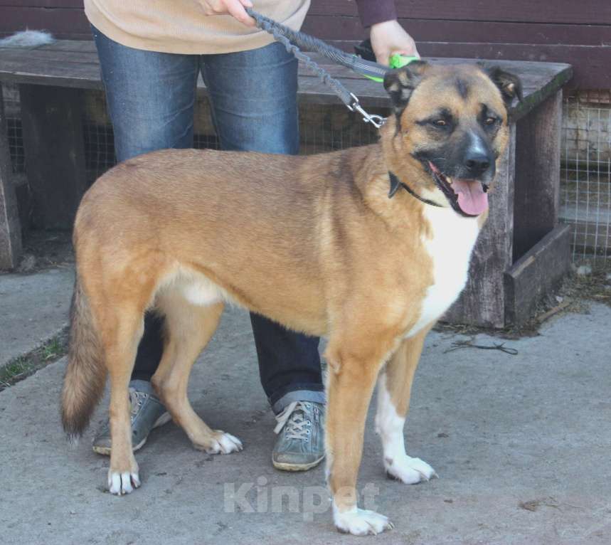 Собаки в Москве: Добраый, ласковый Тоша -собака компаньон очень ждет свою семью! Мальчик, Бесплатно - фото 8