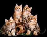 Кошки в Одинцово: Котята -Золотые рысята Мальчик, Бесплатно - фото 1