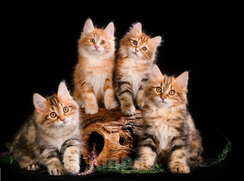 Кошки в Одинцово: Котята -Золотые рысята Мальчик, Бесплатно - фото 1