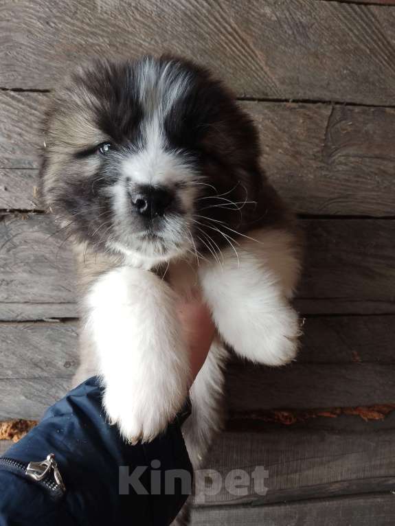 Собаки в Красноярске: Щенки кавказской овчарки Мальчик, 12 000 руб. - фото 4