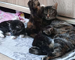 Кошки в Санкт-Петербурге: Котята ищут свой дом Разнополые, 100 руб. - фото 7