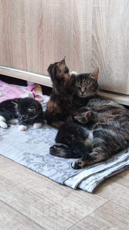 Кошки в Санкт-Петербурге: Котята ищут свой дом Разнополые, 100 руб. - фото 7