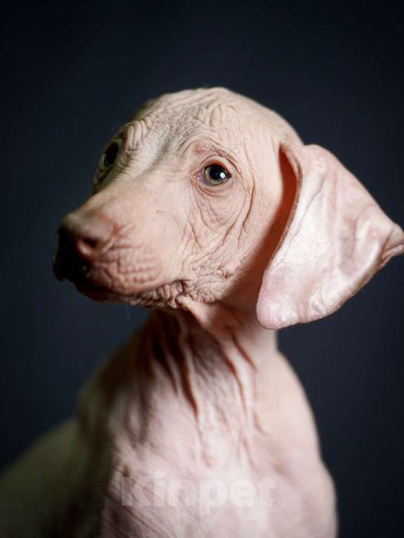 Собаки в Москве: Мальчик Ксолоитцкуинтли стандарт  Мальчик, 35 000 руб. - фото 7