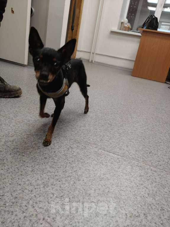 Собаки в Екатеринбурге: Найдена собака карликовый пинчер девочка Девочка, Бесплатно - фото 3