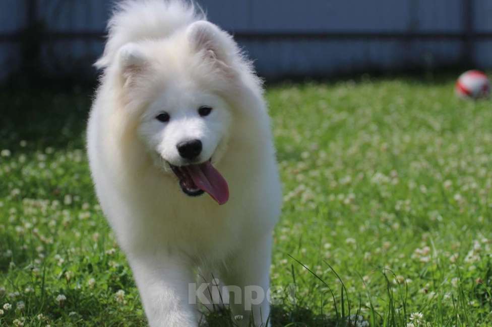 Собаки в Москве: Самоед девочка.  Медвежий тип Девочка, 50 000 руб. - фото 2