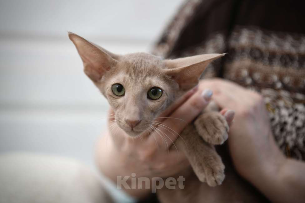 Кошки в Санкт-Петербурге: Ориентальные котята с документами  Девочка, 70 000 руб. - фото 5