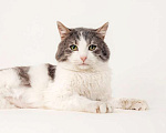 Кошки в Москве: Шикарный сладкий котик Баунти в добрые руки Мальчик, Бесплатно - фото 5