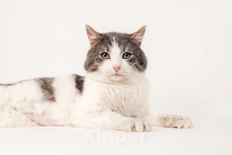 Кошки в Москве: Шикарный сладкий котик Баунти в добрые руки Мальчик, Бесплатно - фото 5