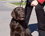 Собаки в Санкт-Петербурге: Великолепный шоколадный щенок лабрадора Мальчик, 90 000 руб. - фото 2