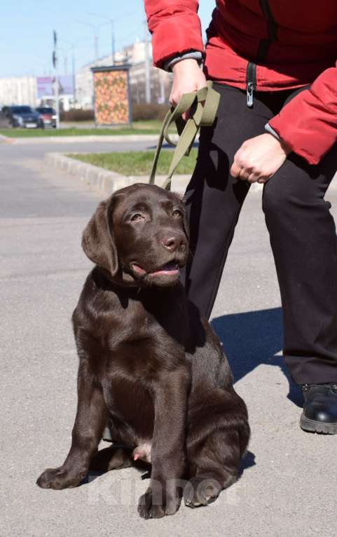 Собаки в Санкт-Петербурге: Великолепный шоколадный щенок лабрадора Мальчик, 90 000 руб. - фото 2