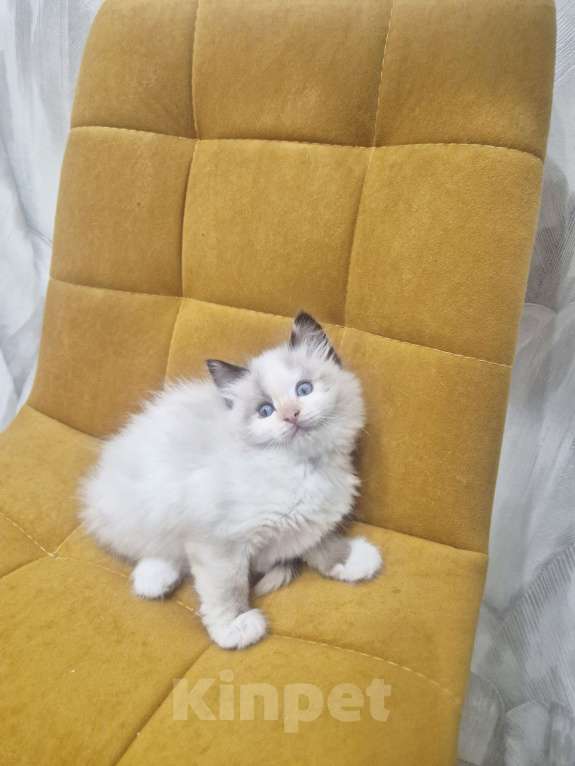 Кошки в Москве: Самый обаятельный котик Рэгдолл  Мальчик, 50 000 руб. - фото 7